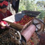 Káva Guatemala Huehuetenango