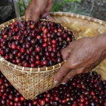 Káva indonezia agropuro Walida 7
